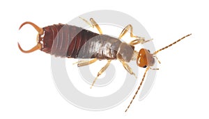 Common earwig (Forficula auricularia) photo