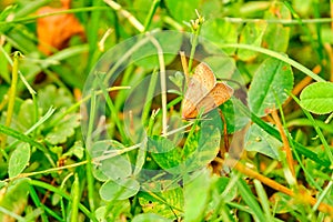 Common Earworm Moth (Helicoverpa zea)