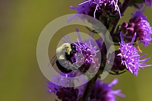 Common Eastern Bumble Bee   803563