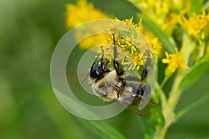 Common Eastern Bumble Bee - Bombus impatiens