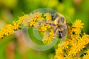 Common eastern bumble bee (bombus impatiens)
