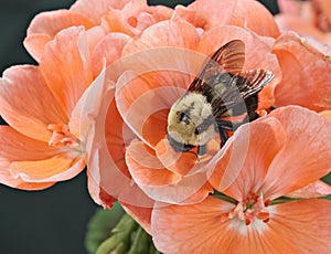 Common Eastern Bumble Bee (Bombus impatiens)