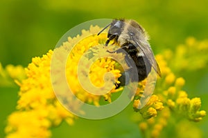 Common Eastern Bumble Bee - Bombus impatiens