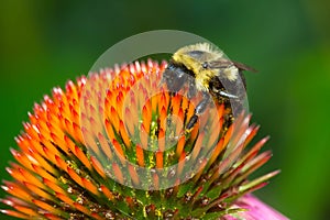 Common Eastern Bumble Bee - Bombus impatiens photo