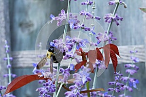 Common Eastern Bumble Bee, Bombus impatiens, on a Russian Sage blossom