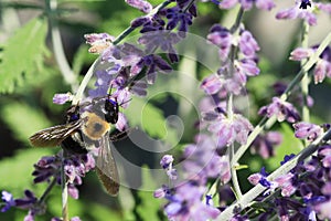 Common Eastern Bumble Bee, Bombus impatiens, in Russian Sage plant