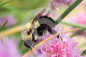 Common Eastern Bumble Bee exploring the possibilities in a chive blossom.