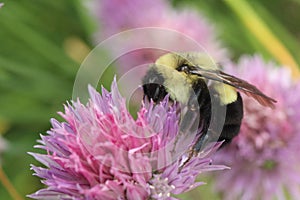 Common Eastern Bumble Bee exploring the possibilities in a chive blossom.