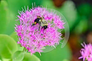 Common eastern bumblebee (Bombus impatiens)
