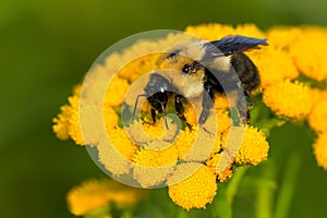 Brown-belted Bumble Bee - Bombus griseocollis