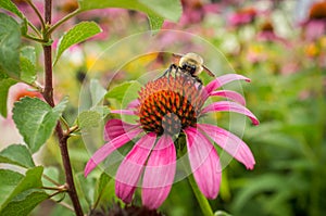 Common Eastern Bumblebee Flower