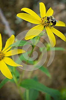 Common Eastern Bumblebee Flower