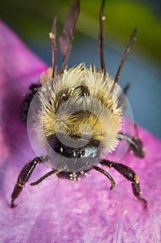 Common Eastern Bumblebee