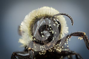 Common Eastern Bumblebee