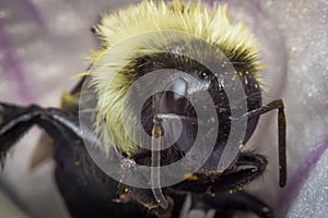 Common Eastern Bumblebee