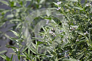 Common Eastern bumblee