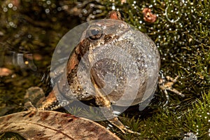 Common Eastern Froglet