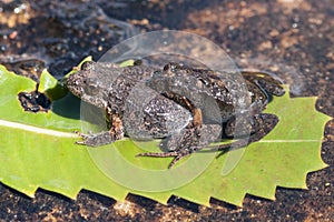 Common Eastern Froglets
