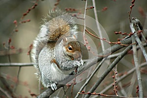Common Eastern Gray Squirrel eating in a tree