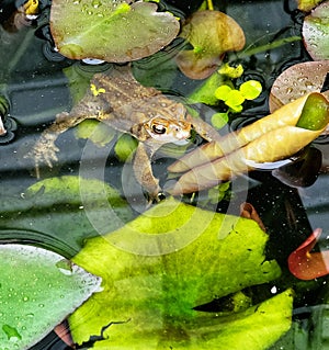 A common eastern toad playing in the l