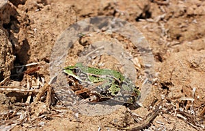 Common Edible frog closeup in sunlight detail