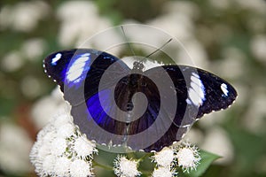 Common Eggfly Butterfly