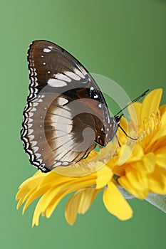 Common Eggfly Butterfly with closed wings
