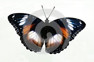 Common Eggfly Butterfly with open wings