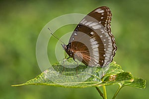 Common Eggfly - Hypolimnas bolina