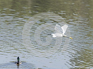 Common Egret, Egretta garzetta