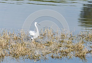 Common Egret, Egretta garzetta