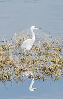 Common Egret, Egretta garzetta