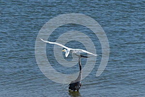 Common Egret flying up behind Great Blue Heron wading in water
