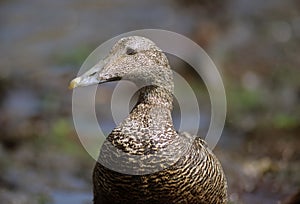 Common Eider