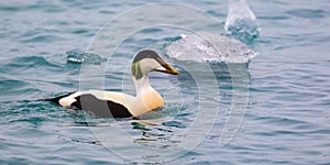 Common Eider