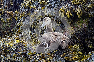 Common eider