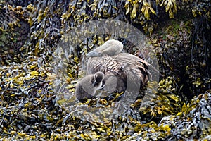 Common eider