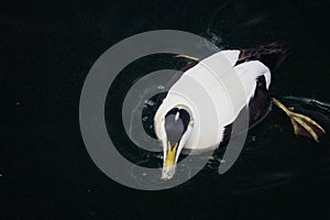 Common eider