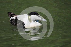 Common eider