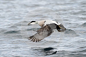 Common Eider