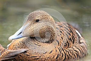 Common eider