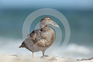 Common Eider