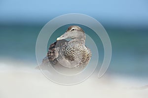 Common Eider