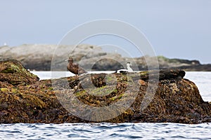 Common eider