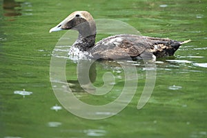 Common eider