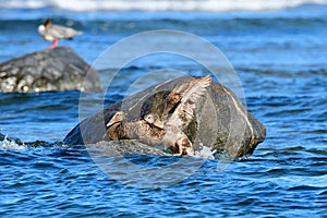 Common eider in autumn