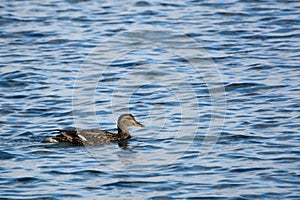 Common eider, Blonduos, Iceland