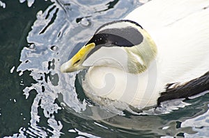 Common Eider Duck