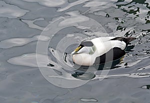 Common Eider Duck