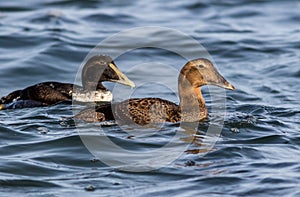 Common Eider duck pair swimming along blue water of the Atlantic Ocean in winter